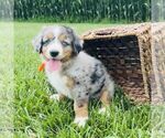 Small #1 Bernedoodle (Miniature)