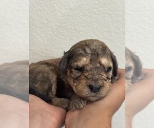Bernedoodle (Miniature) Puppy for sale in LONGMONT, CO, USA