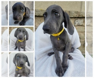 Weimaraner Puppy for sale in SAN ANTONIO, TX, USA