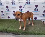 Small Black Mouth Cur-Rhodesian Ridgeback Mix