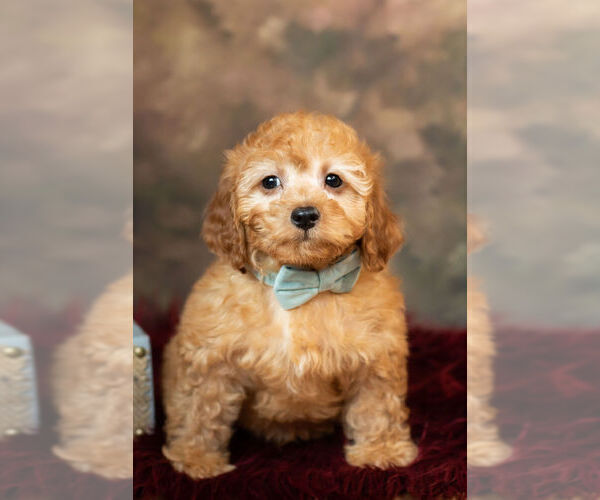 Medium Photo #6 Cockapoo Puppy For Sale in WARSAW, IN, USA
