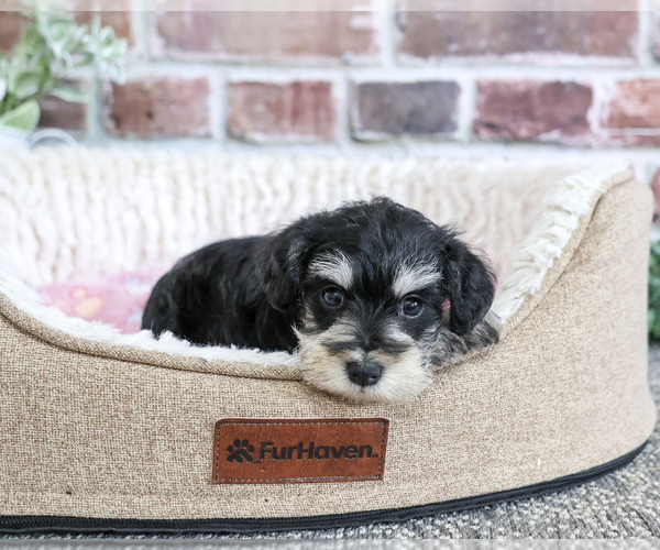 Medium Photo #4 Schnauzer (Miniature) Puppy For Sale in SYRACUSE, IN, USA