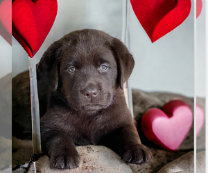 Labrador Retriever Puppy for sale in SNOW HILL, MD, USA