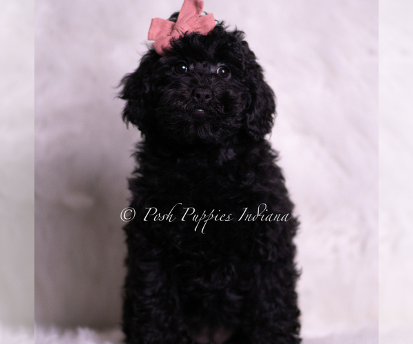 Medium Photo #39 Goldendoodle (Miniature) Puppy For Sale in WARSAW, IN, USA