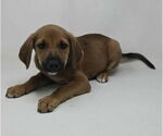 Small #1 Labrador Retriever-Plott Hound Mix