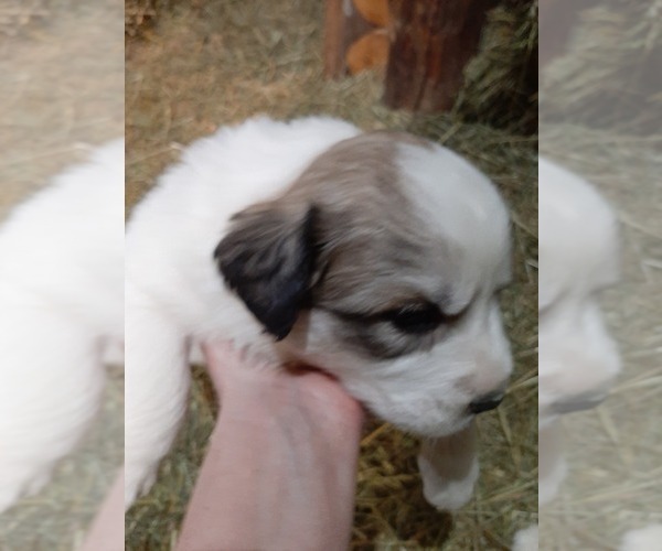 Medium Photo #7 Great Pyrenees Puppy For Sale in RONAN, MT, USA