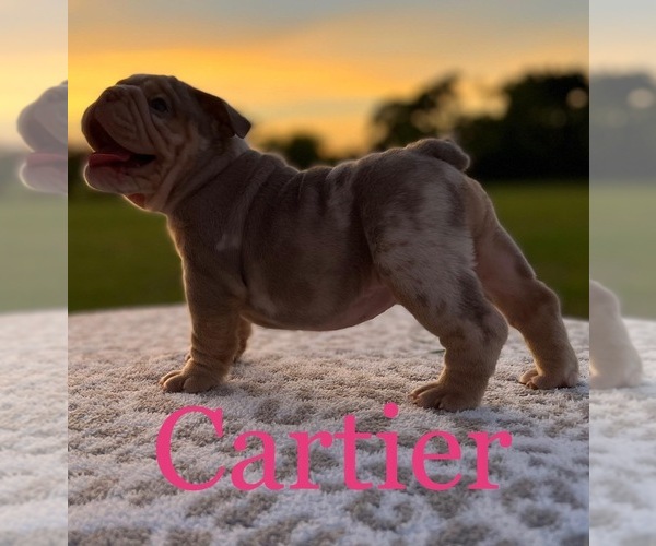 Medium Photo #1 English Bulldog Puppy For Sale in ALBA, TX, USA