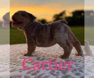 English Bulldog Puppy for sale in ALBA, TX, USA
