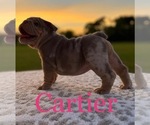 Small Photo #1 English Bulldog Puppy For Sale in ALBA, TX, USA