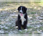 Small Photo #11 Australian Shepherd Puppy For Sale in ACTON, CA, USA