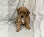 Puppy Carmel Cavapoo