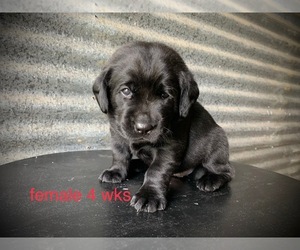 Labrador Retriever Puppy for Sale in EDGEWOOD, Texas USA