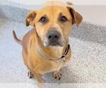 Small #1 German Shepherd Dog-Staffordshire Bull Terrier Mix