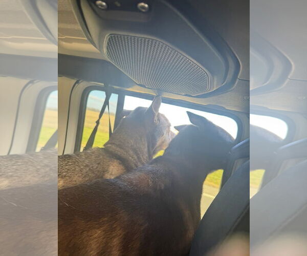 Medium Photo #10 Siberian Husky-Unknown Mix Puppy For Sale in Germantown, OH, USA