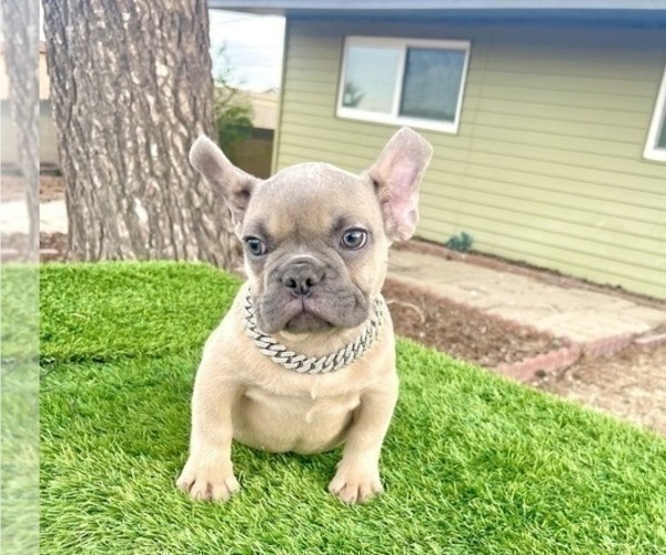 Medium Photo #6 French Bulldog Puppy For Sale in STOCKTON, CA, USA