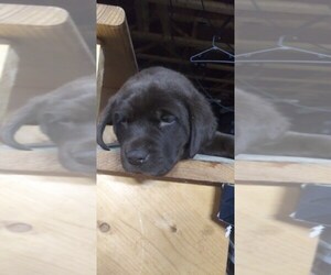 Labrador Retriever Puppy for sale in BRISTOL, VT, USA