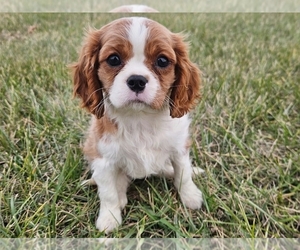 Cavalier King Charles Spaniel Puppy for Sale in PROVIDENCE, Rhode Island USA