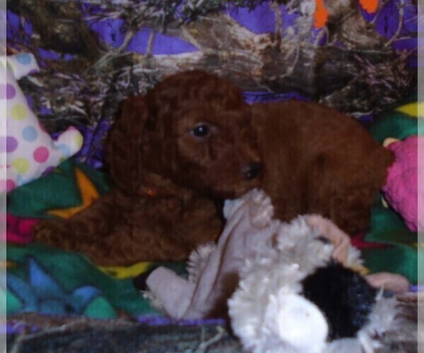 Medium Photo #14 Poodle (Standard) Puppy For Sale in CLATSKANIE, OR, USA