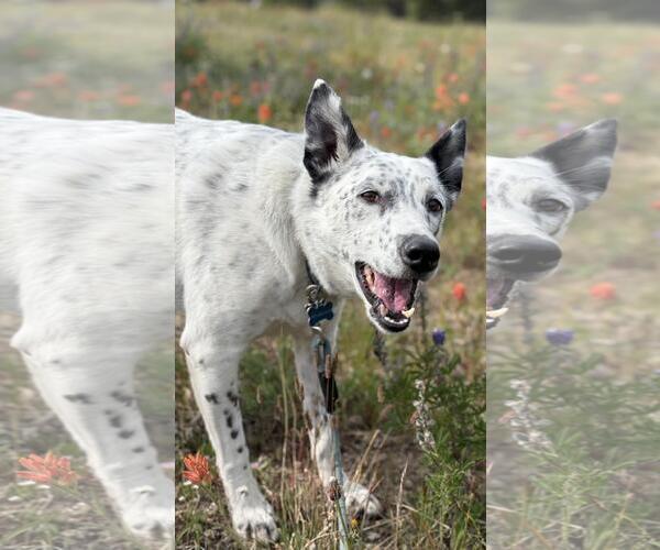 Medium Photo #2 Mutt Puppy For Sale in Incline Village, NV, USA