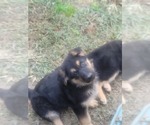 Small Photo #8 German Shepherd Dog Puppy For Sale in COLUMBIA, SC, USA