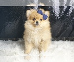 Small #4 Pomeranian