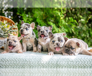 French Bulldog Litter for sale in NAPPANEE, IN, USA