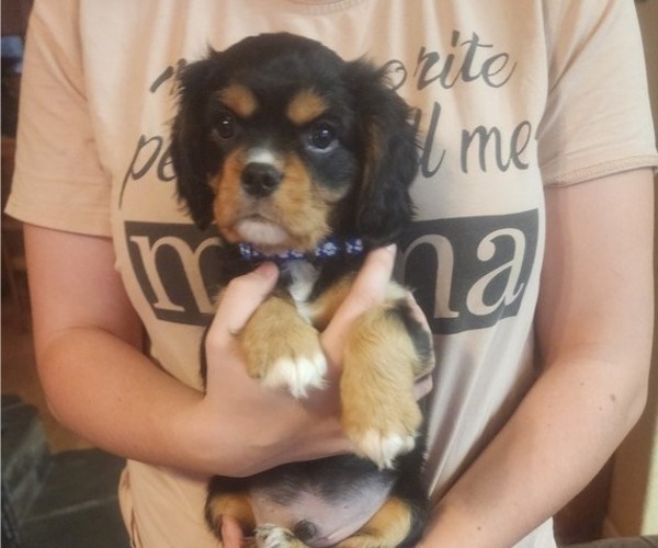 Medium Photo #4 Aussalier Puppy For Sale in ATHOL, ID, USA