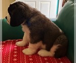 Small #5 Saint Bernard