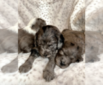 Small Photo #10 Aussiedoodle-Poodle (Standard) Mix Puppy For Sale in COMMERCE, MI, USA