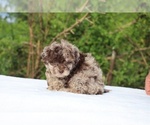 Small #6 ShihPoo