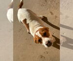 Small #1 Beagle
