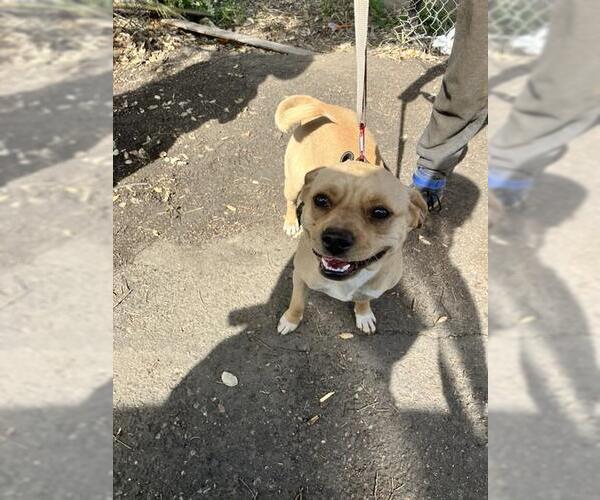 Medium Photo #1 Beagle Puppy For Sale in Stockton, CA, USA