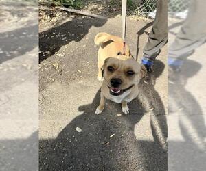 Beagle Dogs for adoption in Stockton, CA, USA
