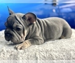 Small Photo #1 French Bulldog Puppy For Sale in SAN ANTONIO, TX, USA