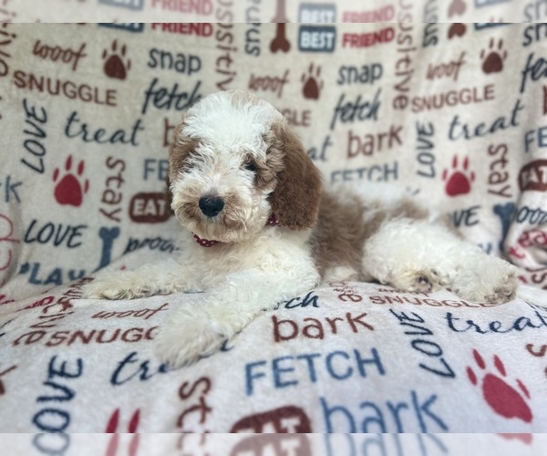 Medium Photo #2 Cavapoo Puppy For Sale in LAKELAND, FL, USA