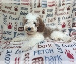 Small #1 Cavapoo
