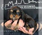 Small #4 Cavapoo