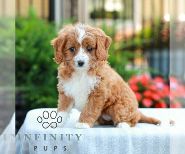 Medium Photo #4 Cavapoo (Miniature) Puppy For Sale in LITITZ, PA, USA