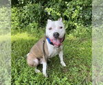 Small #4 American Pit Bull Terrier