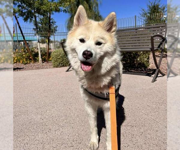 Medium Photo #2 Siberian Husky-Unknown Mix Puppy For Sale in Las Vegas, NV, USA