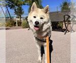 Small #1 Siberian Husky Mix