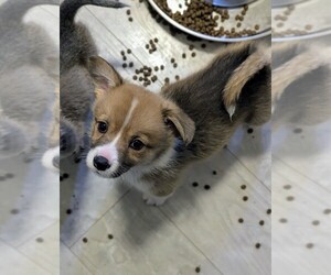 Pembroke Welsh Corgi Puppy for sale in VANCOUVER, WA, USA