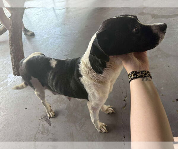 Medium Photo #9 Pointer-Unknown Mix Puppy For Sale in Minneapolis, MN, USA