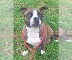 Small American Staffordshire Terrier