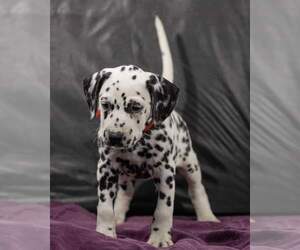 Dalmatian Puppy for Sale in JASPER, Florida USA