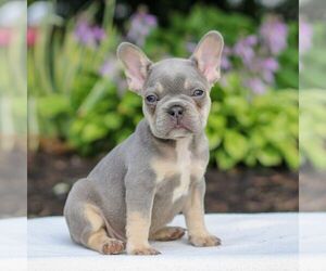 French Bulldog Puppy for sale in HONEY BROOK, PA, USA