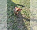 Small #3 Dachshund