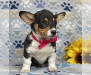 Pembroke Welsh Corgi Puppy for sale in LANCASTER, PA, USA