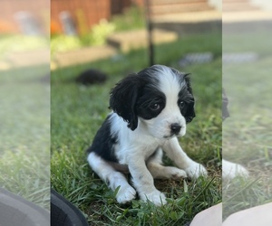 Cocker Spaniel Puppy for sale in COLUMBIA, KY, USA