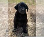 Small Photo #20 Labrador Retriever Puppy For Sale in BONAIRE, GA, USA